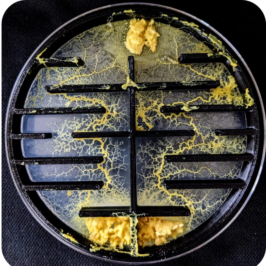 Kit Științific Educațional Crescătorie Blob Experience Box MISTER BLOB - Imaginea 4