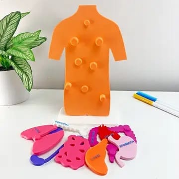 Puzzle 3D – Anatomia Corpului Uman și Organele Interne - Imaginea 5