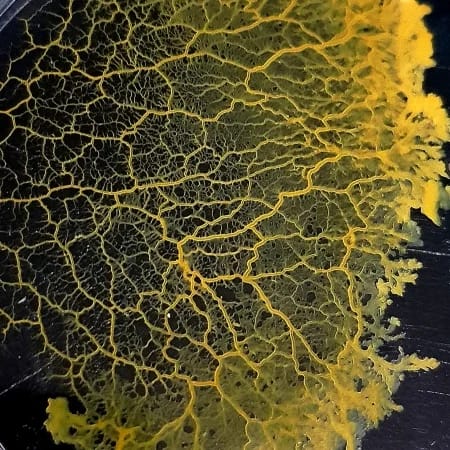 Kit Științific de Creștere Blob Mister Blob - Kit Starter Biologie - Imaginea 3